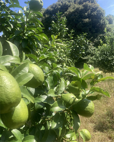 みのRe:ファームの璃の香