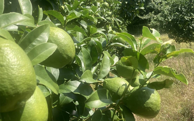 みのRe:ファームの璃の香