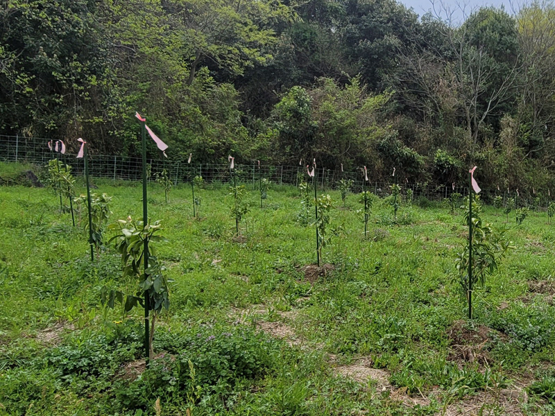 みのRe:ファーム風景