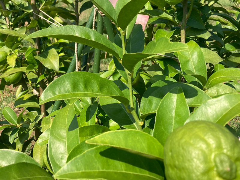 みのRe:ファーム風景